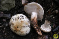 Hygrophorus pseudodiscoideus
